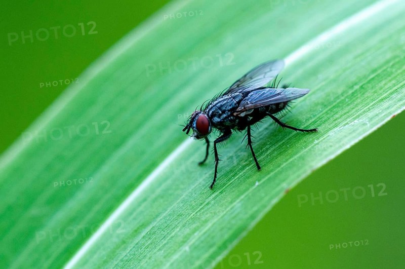 House fly