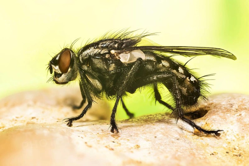 Focus Stacking picture of Common Flesh Fly