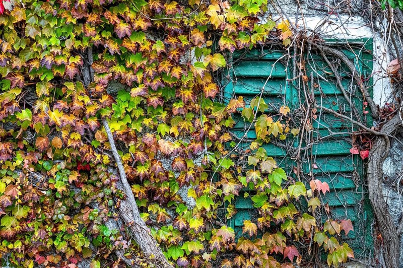 Boston ivy