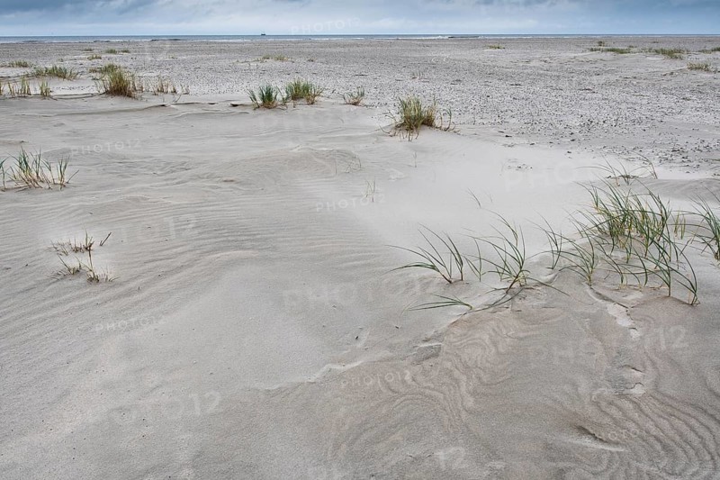 Foreshore dunes on Juist