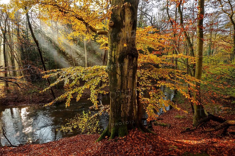 Beech forest