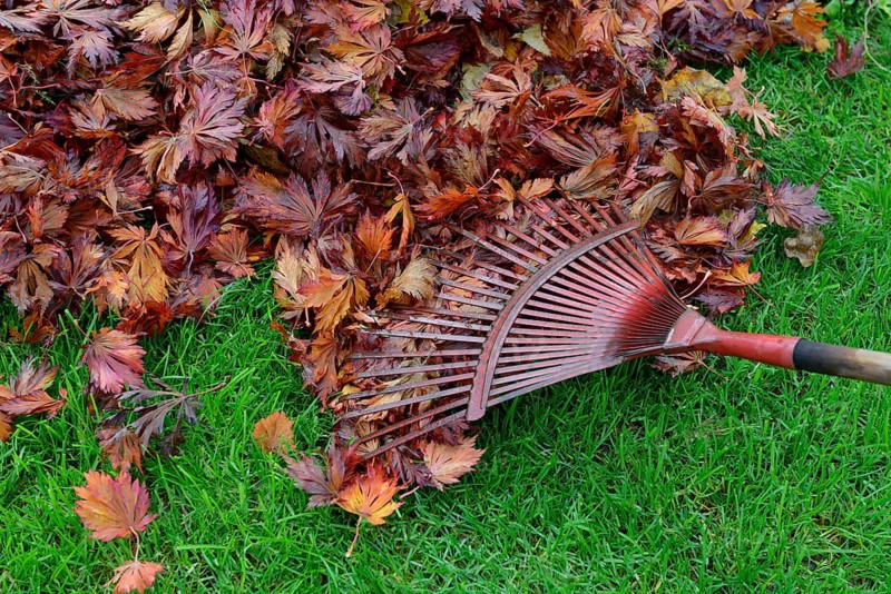 Leaf raking and autumn foliage