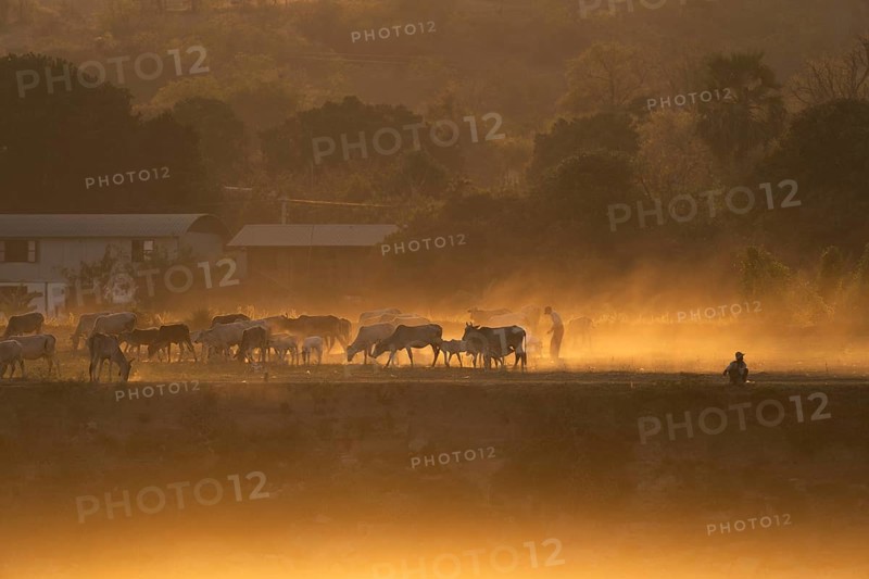 Cattle herd against the light at the Irrawaddy River