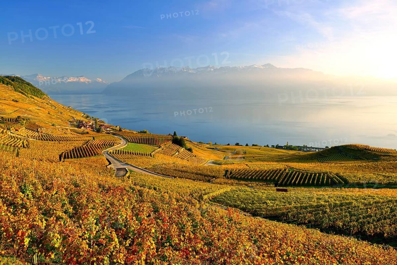 Autumn coloured vineyards on Lake Geneva