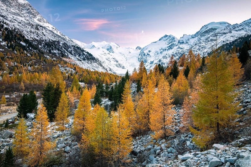 Autumnal larch forest in the valley of the Morteratsch Glacier