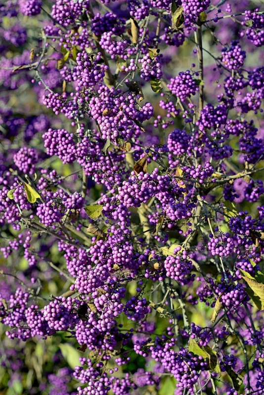 Bodinier's beautyberry