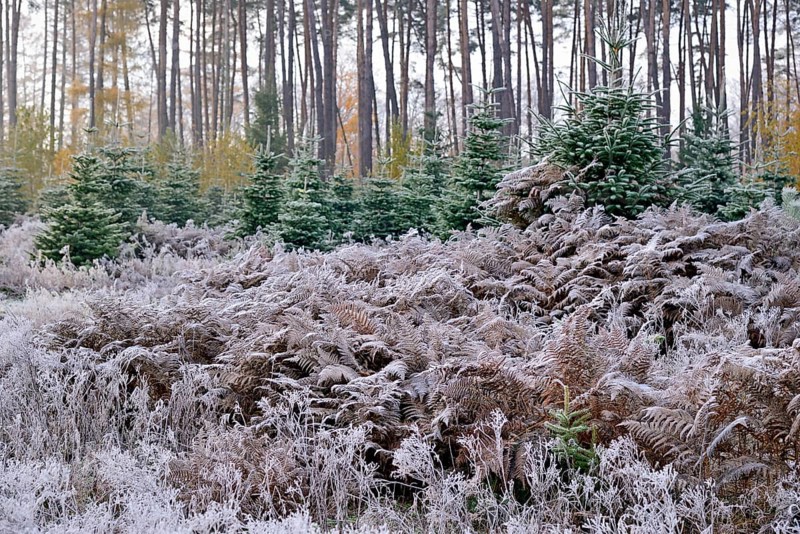 Abies nordmannianas