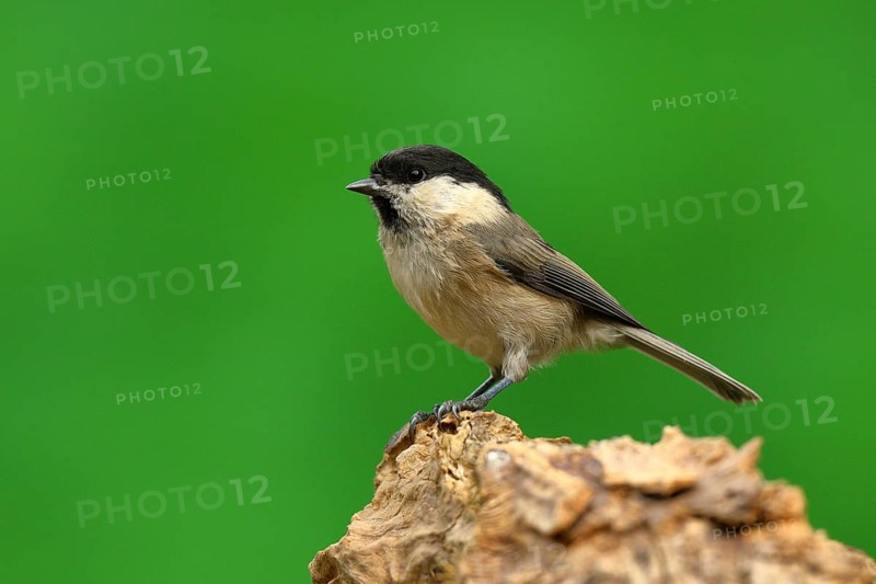 Willow tit