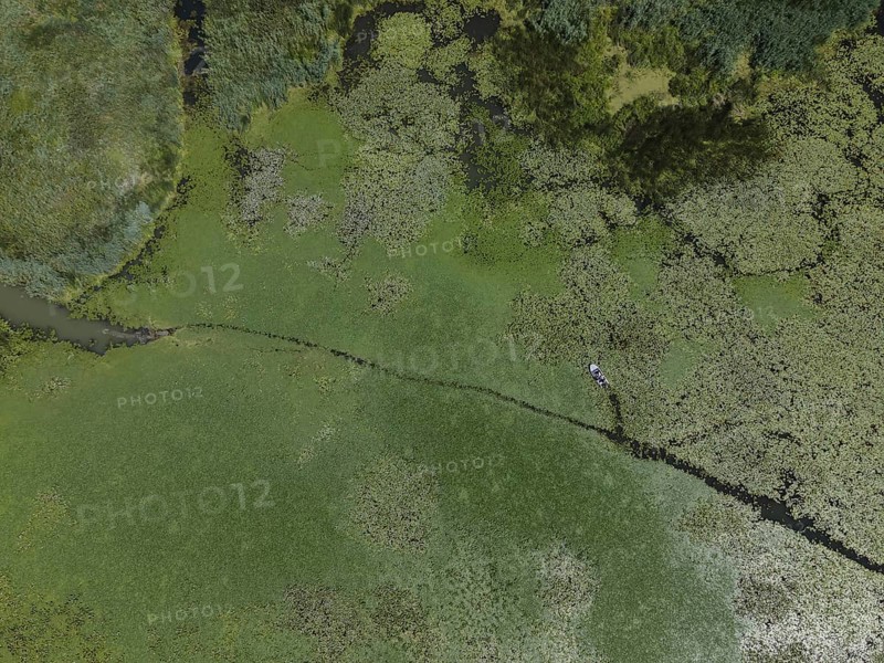 Aerial view on the lake covered with European white water lily