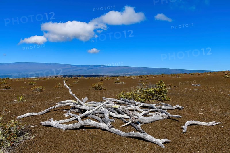 Dead wood in barren lava desert