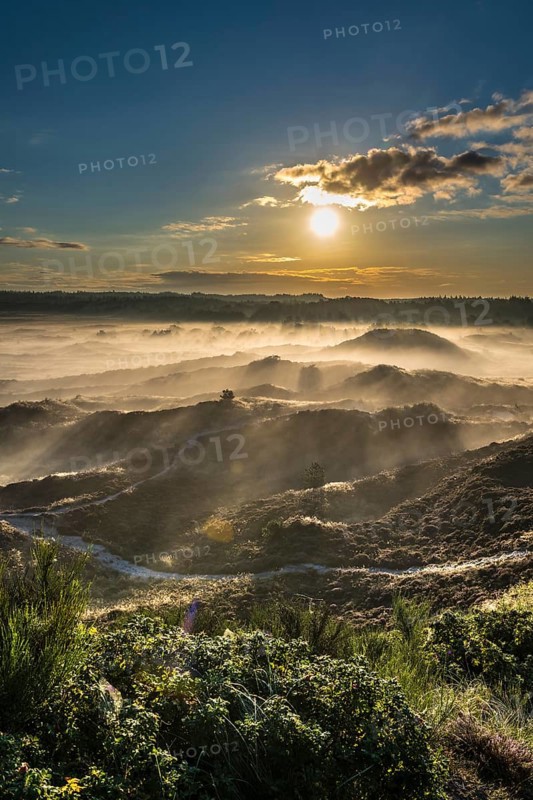 Wafts of mist in backlight over heath landscape