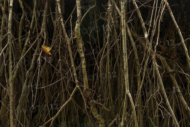 Roots