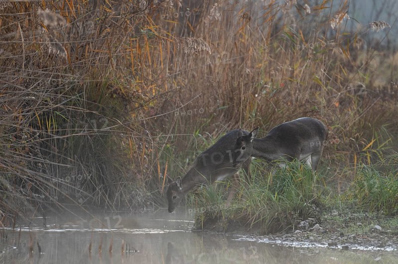 Fallow deer cows