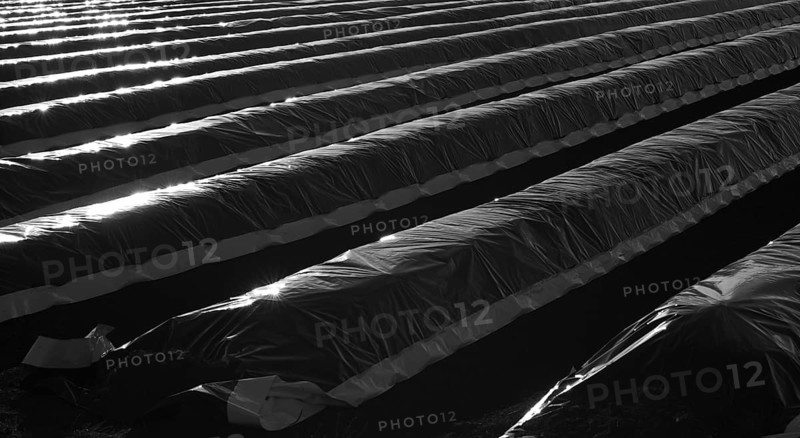 Cover foil on asparagus field in backlight