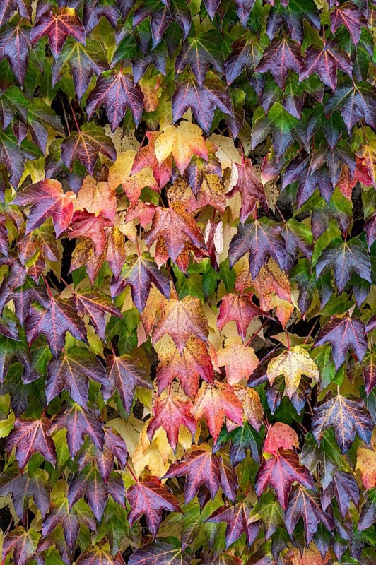 Boston ivy