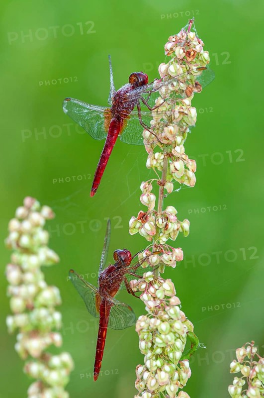 Scarlet dragonfly