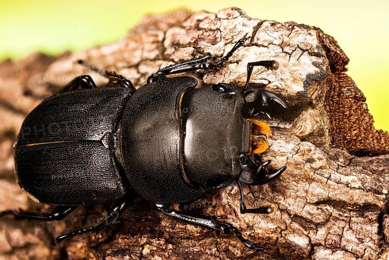 Macro Focus Stacking shot of male of Lesser Stag Beetle