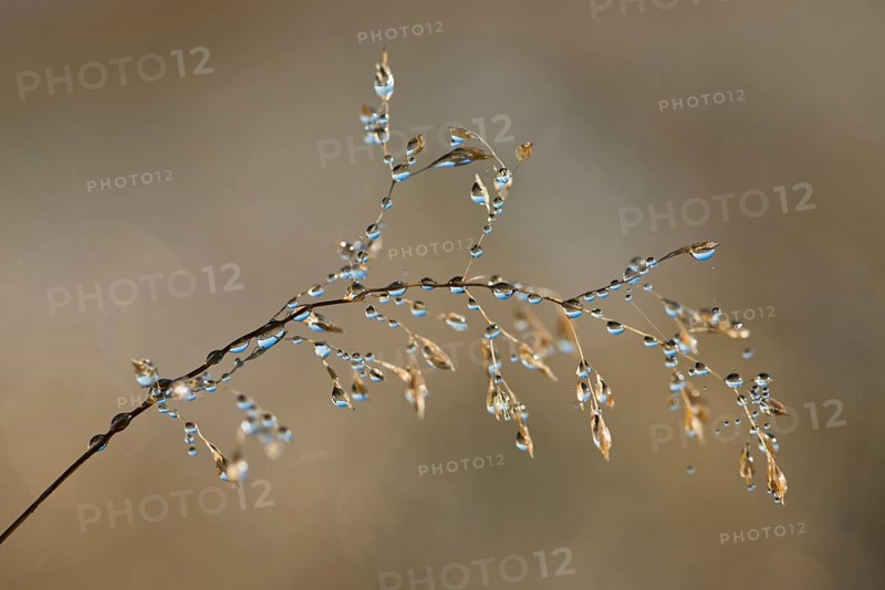 Blade of grass
