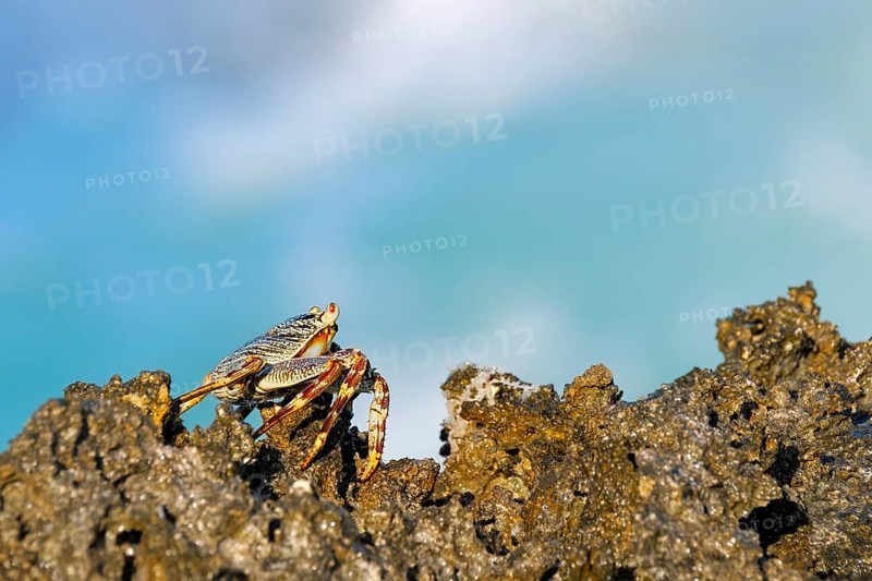 Crab