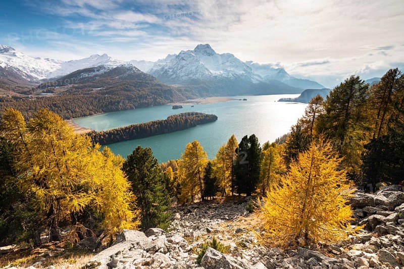 Autumnal larch forest with snow-covered mountains