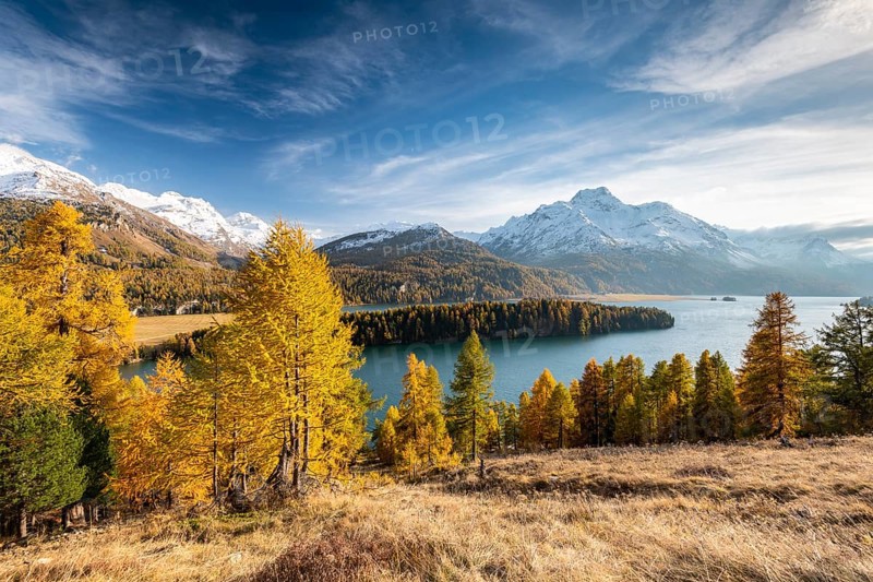 Autumnal larch forest with snow-covered mountains