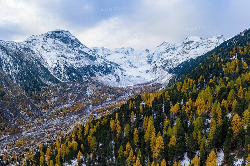 Autumn larch forest in the valley of the Morteratsch glacier