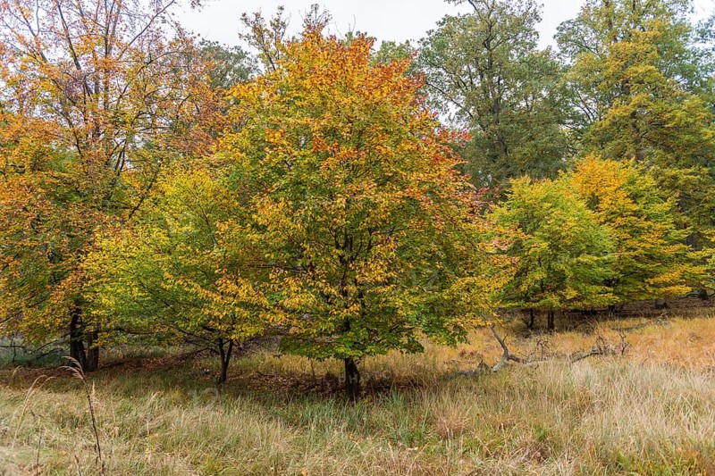 Common beech