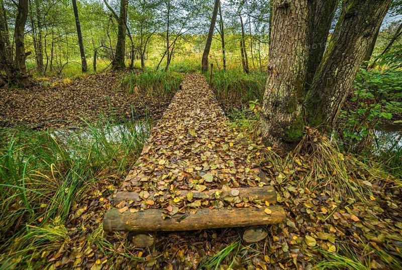 Wooden bridge covered by fallen autumn leaves in the forest