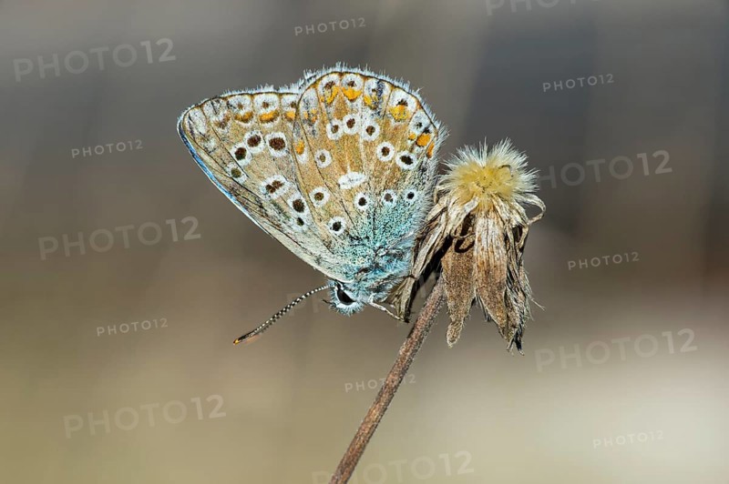 Common Blue