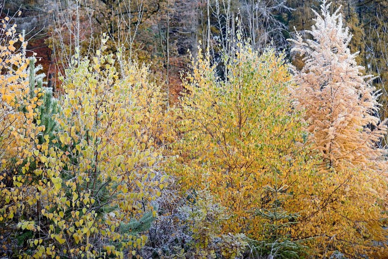 Mixed forest in autumn with hoar frost