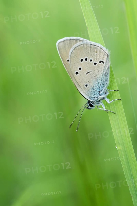 Gossamer winged butterfly