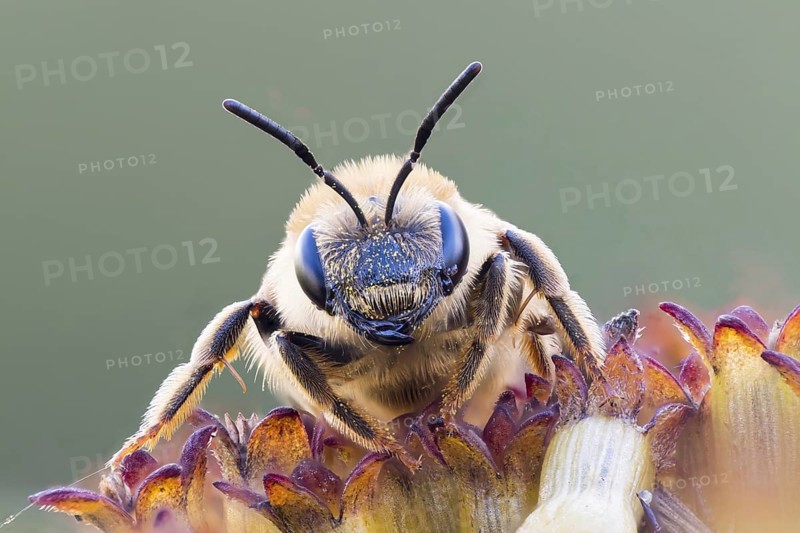 Lasioglossum calceatum