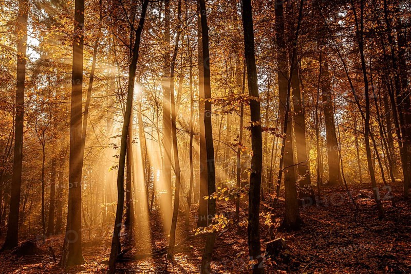 Beech forest