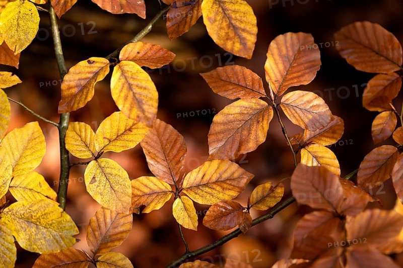 Autumn yellow