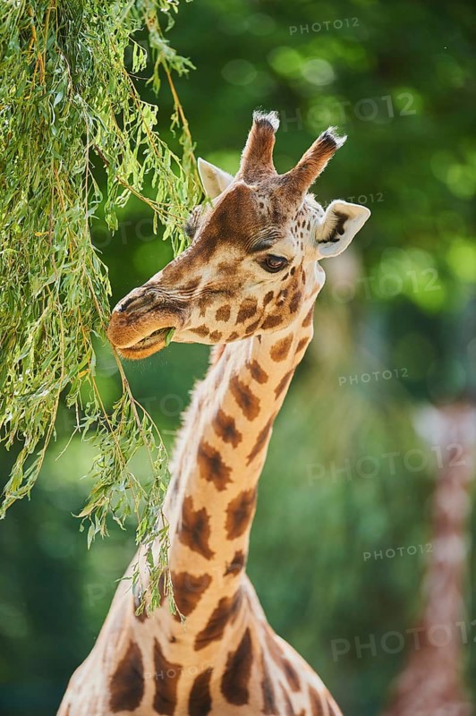 Reticulated giraffe