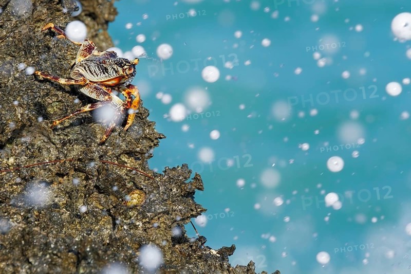 Crab