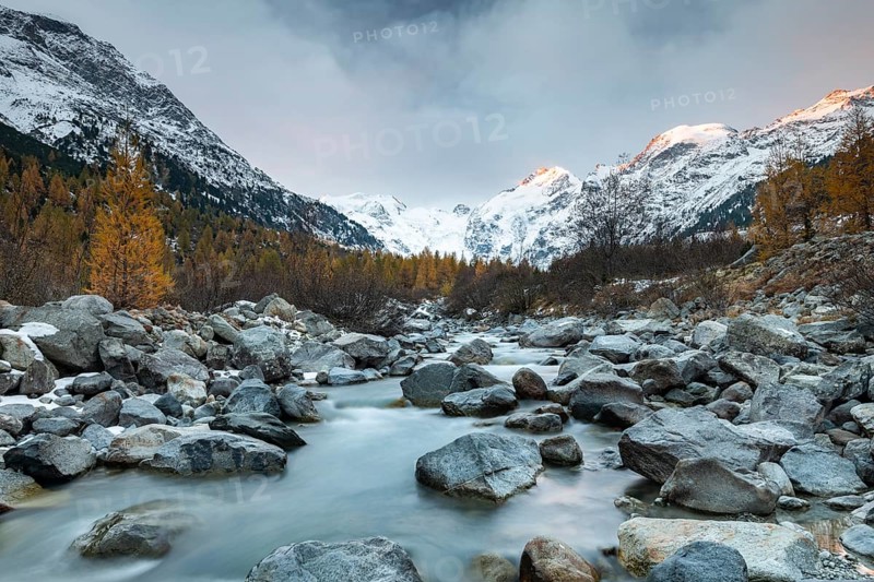 Autumnal larch forest and stream in the valley of the Morteratsch glacier