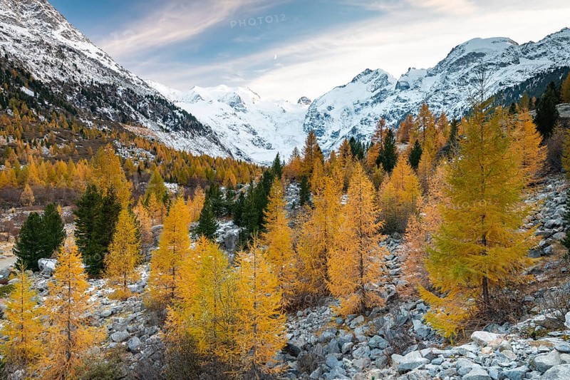 Autumnal larch forest in the valley of the Morteratsch Glacier