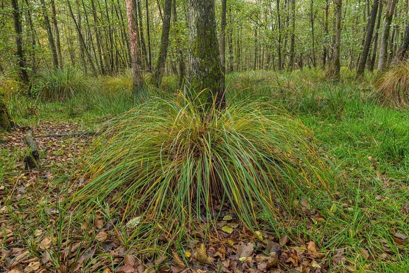 Autumn alluvial forest with panicle sedge