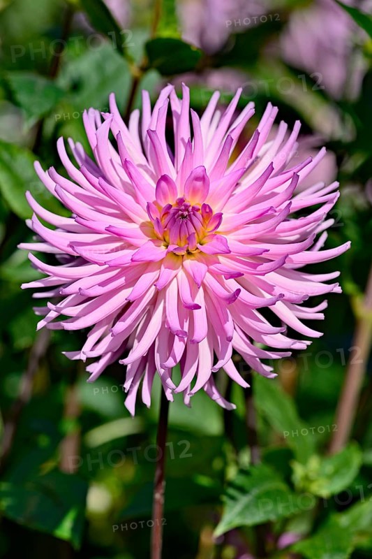 Cactus dahlia