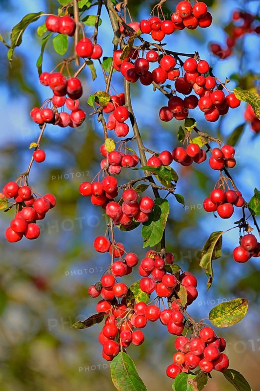 Ornamental apple tree