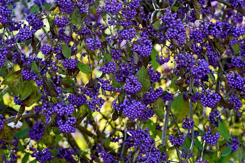 Bodinier's beautyberry