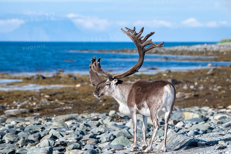 Reindeer