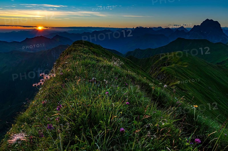 Small mountain path with flower meadow and Allgaeu Alps behind it at sunrise