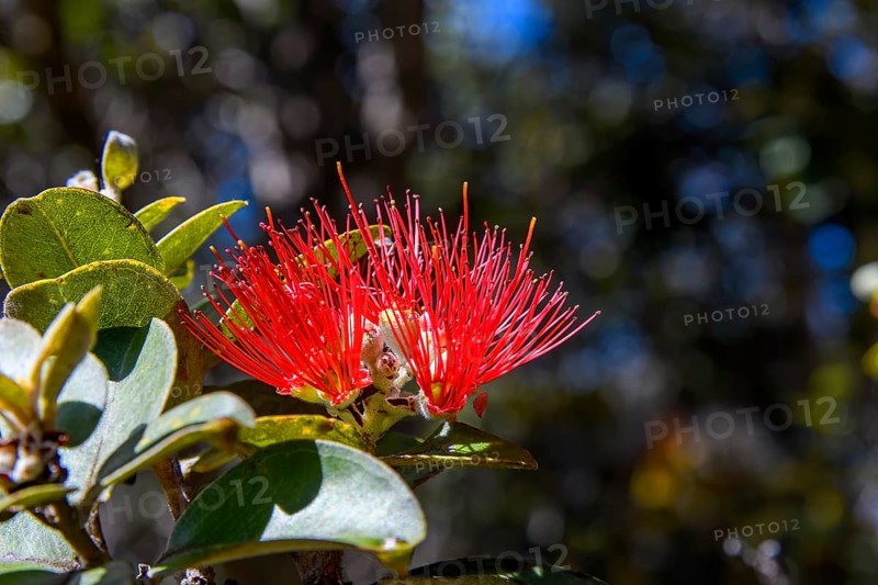 Rata