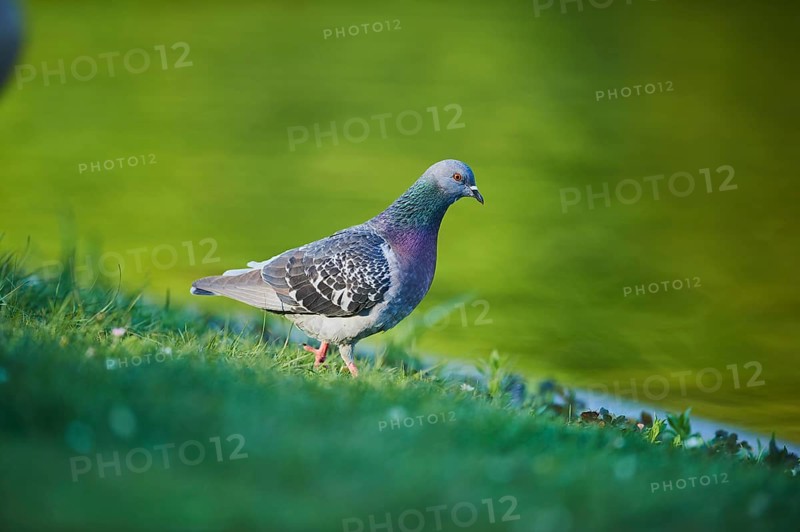Feral pigeons