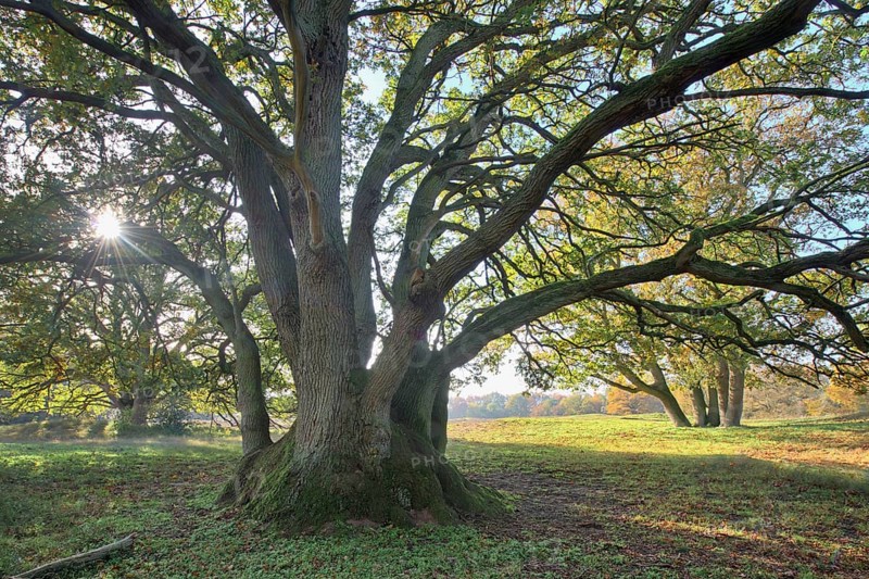 Wood pasture oak