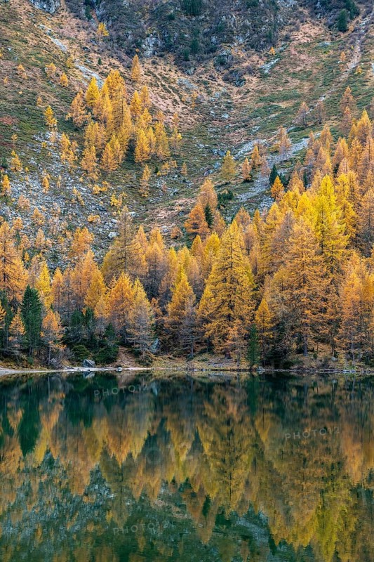 Autumnal larches are reflected in the Lake Palpuogna