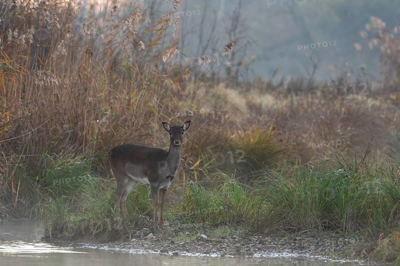 Fallow deer cow