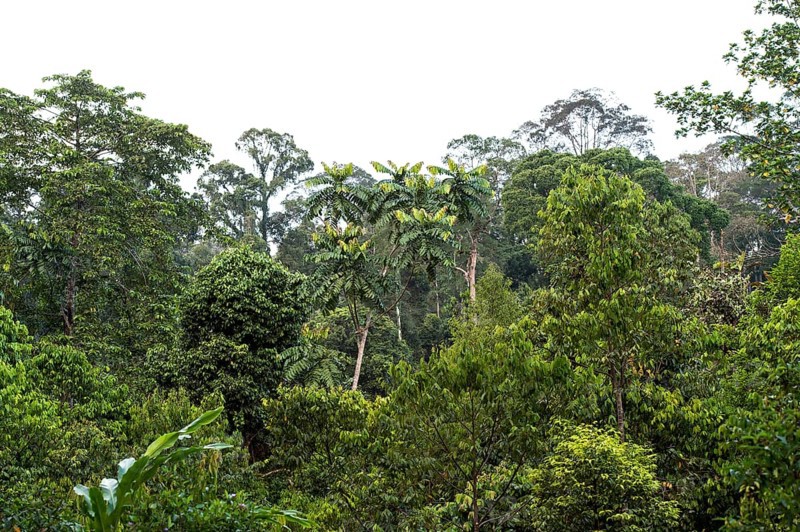 Tropical lowland rainforest